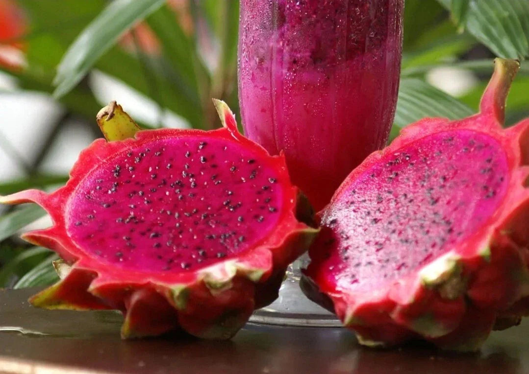 Red Dragon Fruit Seeds - 50+ Seeds - Pitahaya Hylocereus - Red Pitaya - Tropical Fruit Seeds - Free Shipping