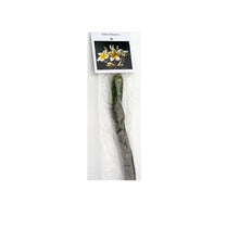 1 Yellow Hawaiian Plumeria Cutting | 9–12” Unrooted Stem | Fragrant Tropical Frangipani | Flowering Garden Starter Plant