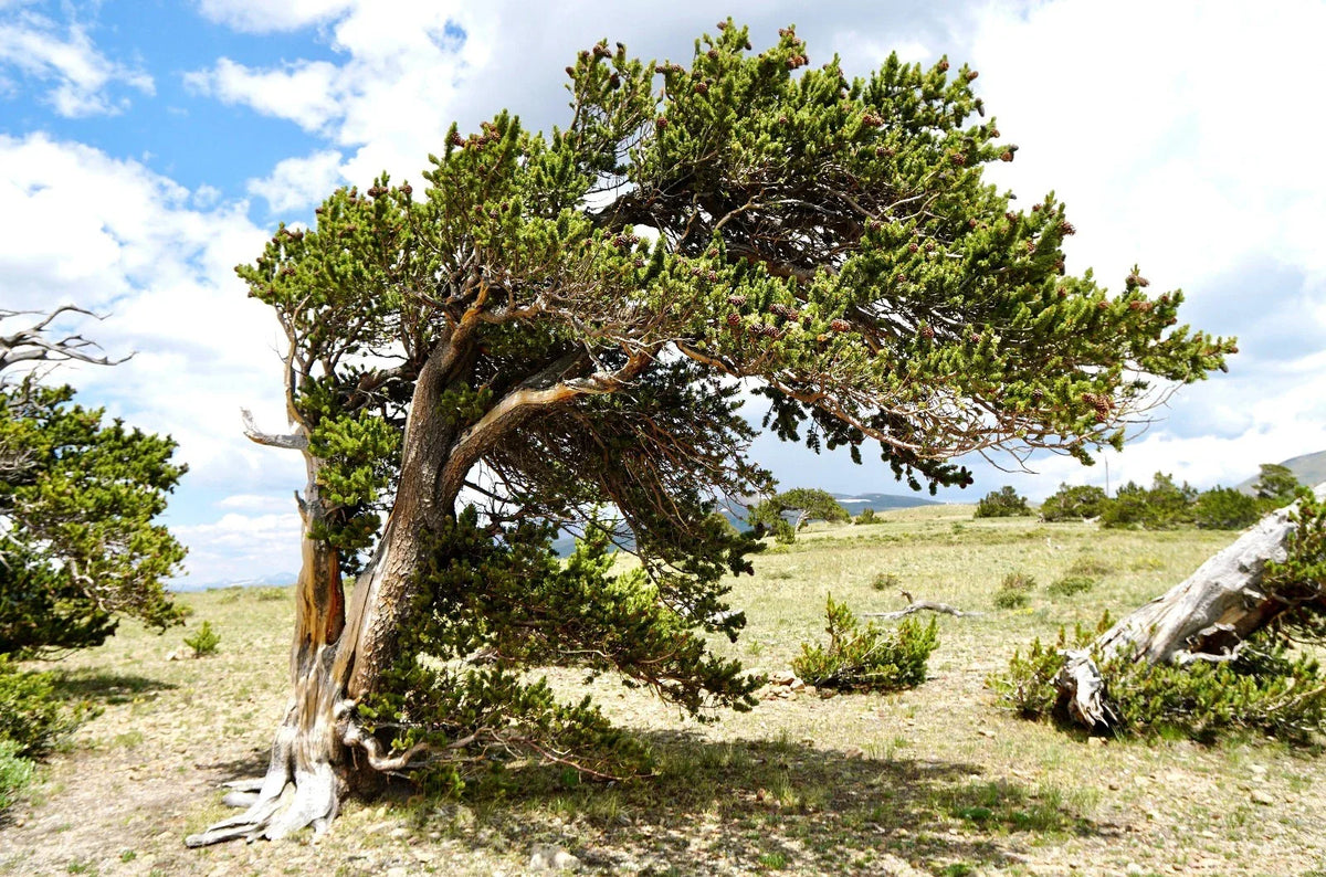 Bristlecone Pine Seedling 2-Year-Old Bare Root Pinus aristata Conifer for Bonsai & Landscape