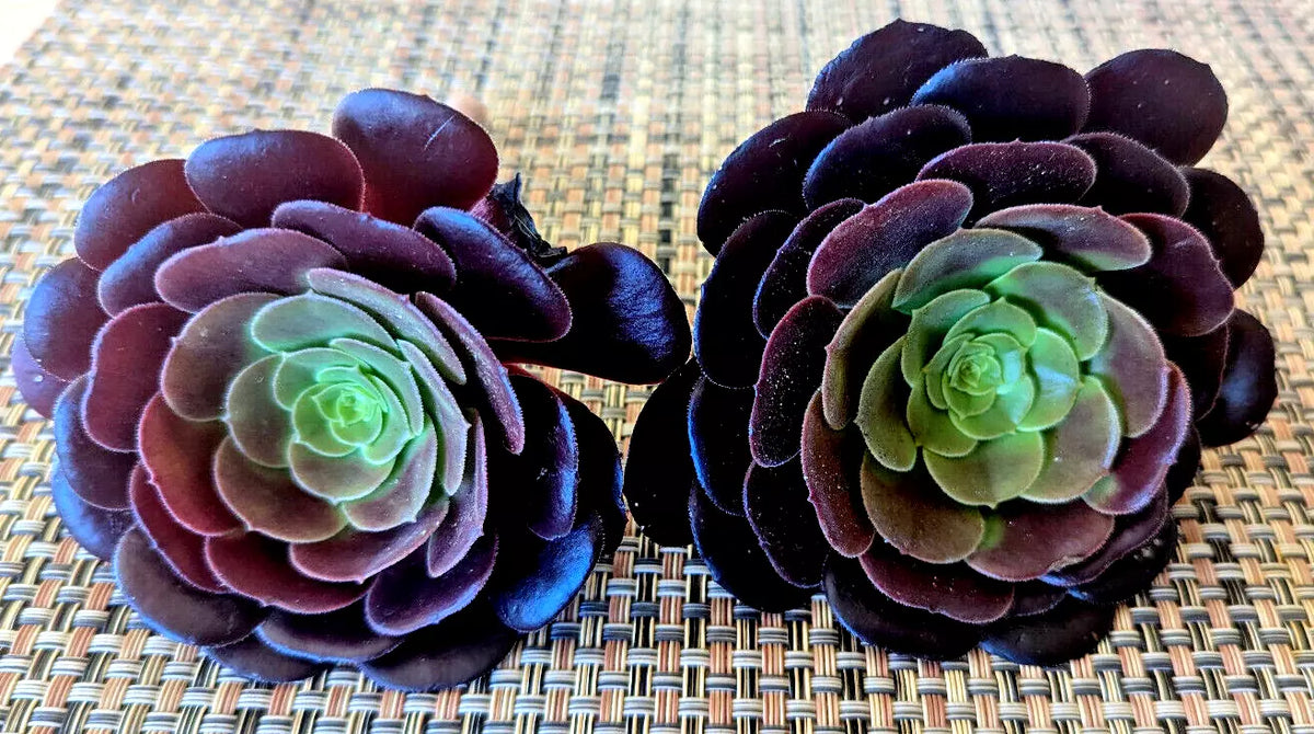 Aeonium Black Rose Succulent Cuttings - 4" Rosette-forming Plant for Indoor Outdoor Gardening - Aeonium arboreum 'Zwartkop'