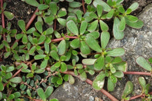 Live Bare Root Purslane Plants - Portulaca Sativa - Omega 3 Rich Vegetable - 马齿苋