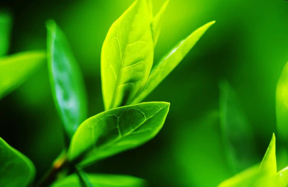 Tea Tree Seeds - 12 Seeds of Camellia Sinensis - Herbal Planting Seeds for Gardening