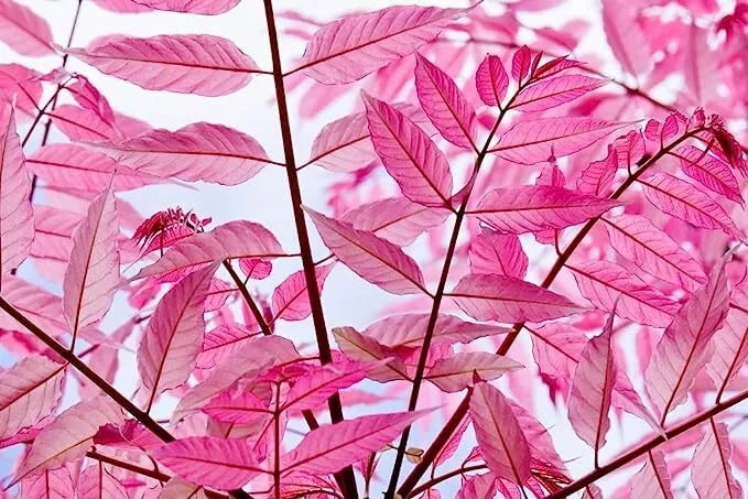 Chinese Toon Tree Seeds - 30 Seeds with Rare Pink Leaves | Toona sinensis