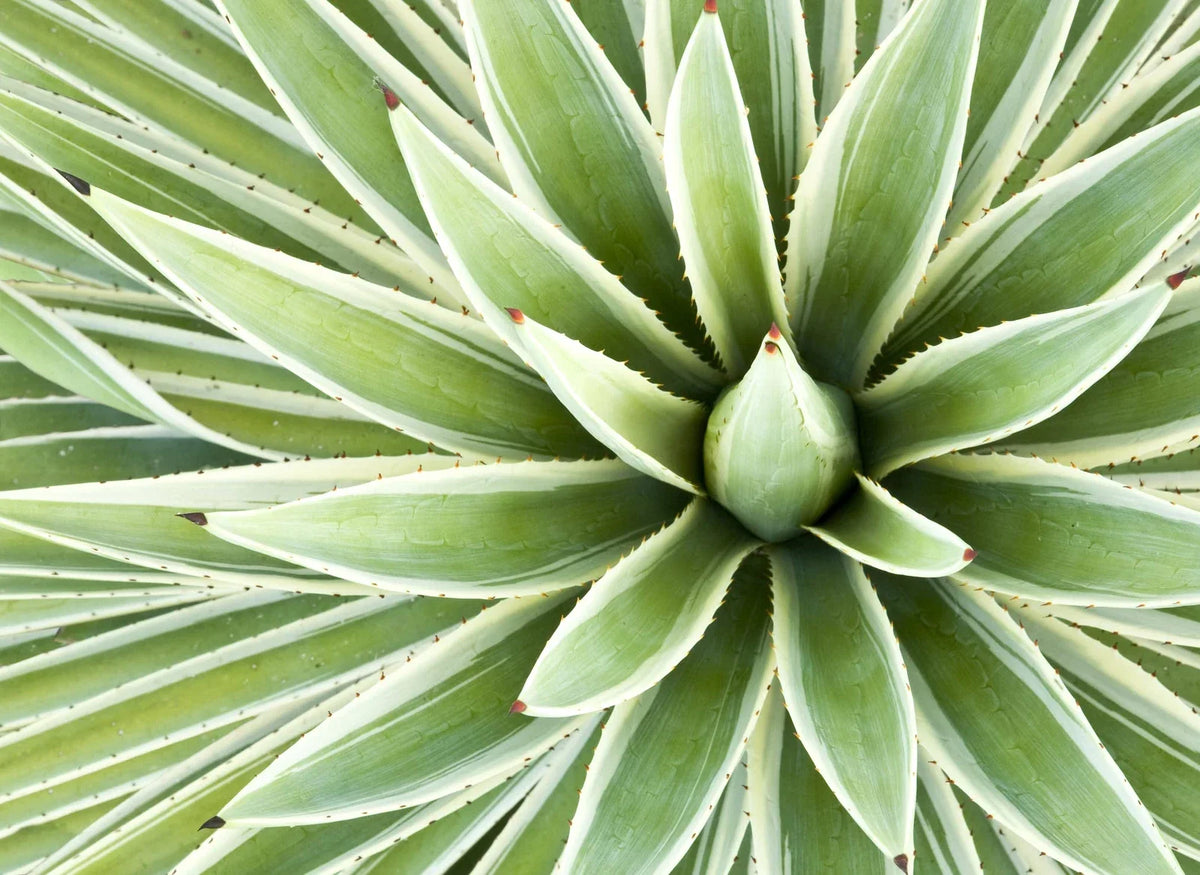 Agave Seed Mix for Planting - 50 Seeds - Varied Species - Perfect for Gardens - Ships from Iowa, USA