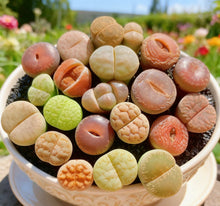Lithops Succulent | 10 Pills | Rare Living Stones | Bare Root | Unique Indoor Decor | Mesembryanthemum crystallinum