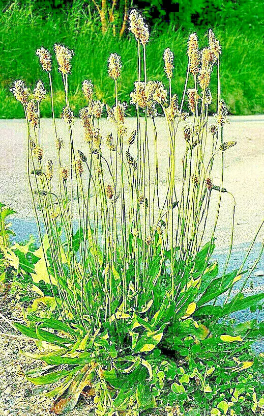 English Plantain Seeds 500 Count - Plantago lanceolata Medicinal Herb