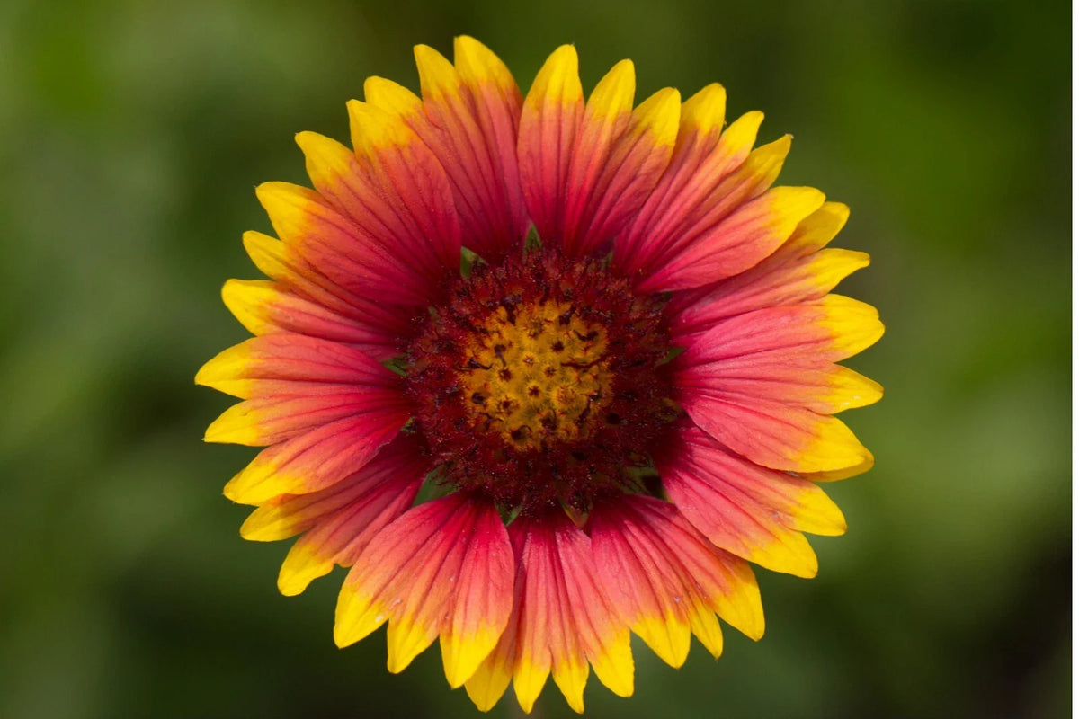 Indian Blanket Flower Seeds - 100+ Perennial Native Wildflower - Gaillardia pulchella - Rare Gardening Seeds