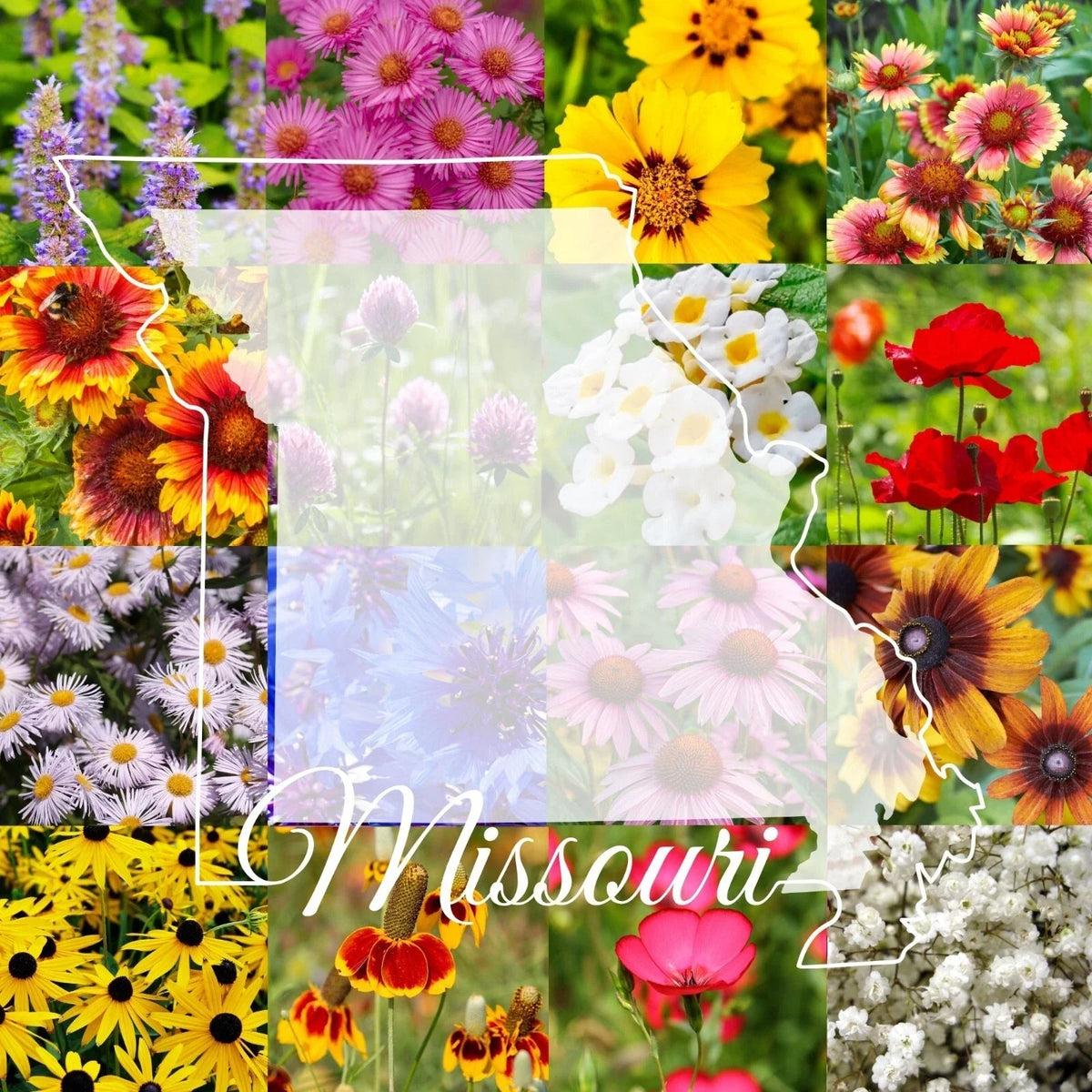 Missouri Wildflower Seed Mix 1/2LB Bulk Native Wildflowers for Gardens Attract Pollinators
