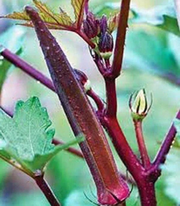 Okra Seed - Red Burgundy Heirloom Non-GMO, 100 Seeds, Garden Okra Seeds, Abelmoschus esculentus