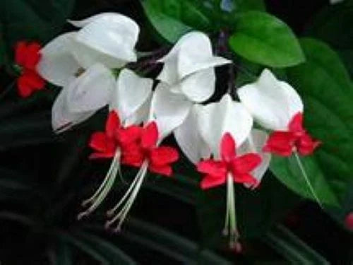 Bleeding Heart Plant - Rooted Starter - White & Red Blooms - Clerodendrum thomsoniae
