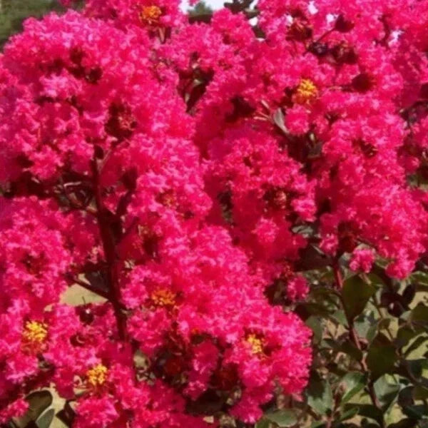 Crape Myrtle Cuttings 8-Pack Lagerstroemia indica Deep Pink Heirloom Propagation