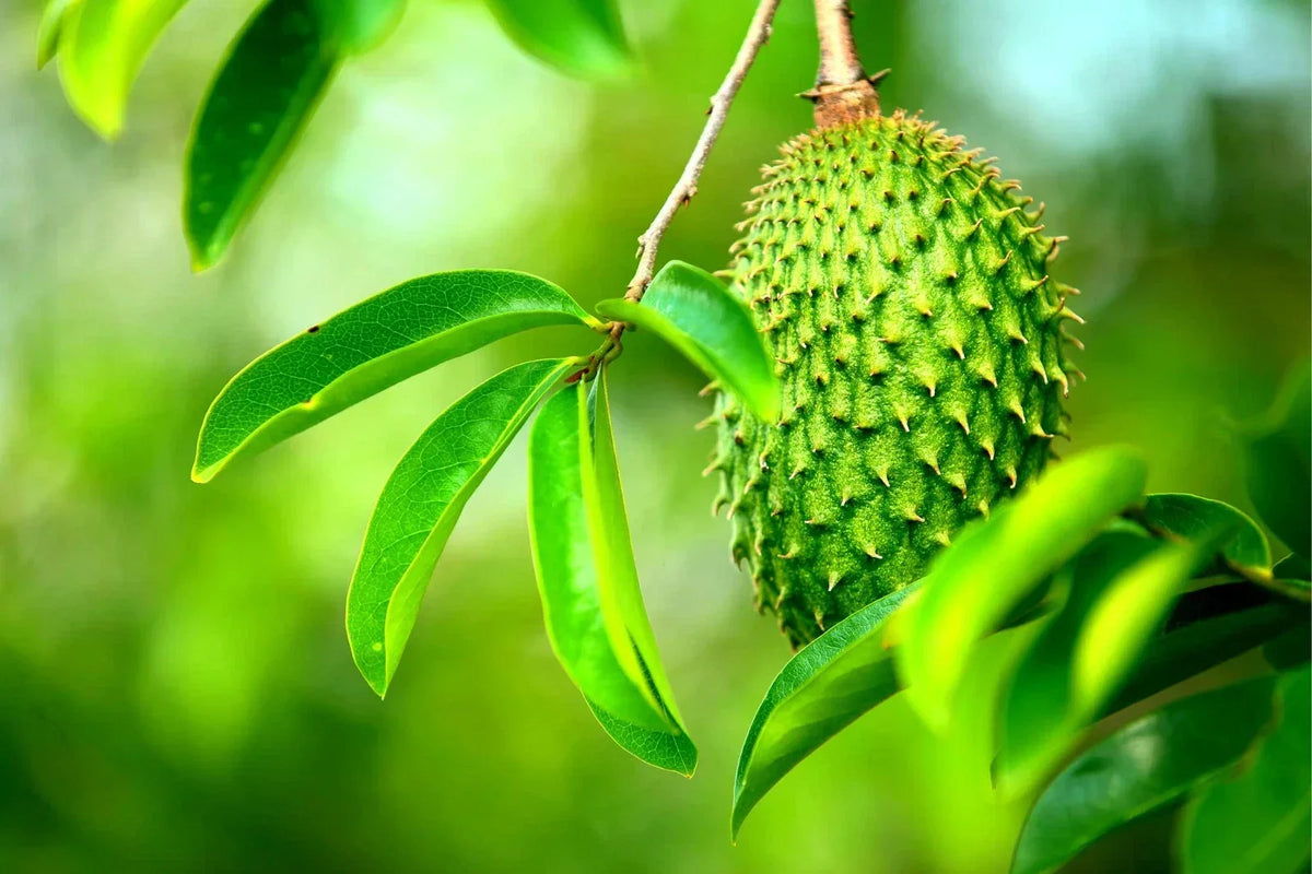 Soursop Fruit Tree Seeds - 6 Seeds - Annona muricata for Tropical Home Gardening