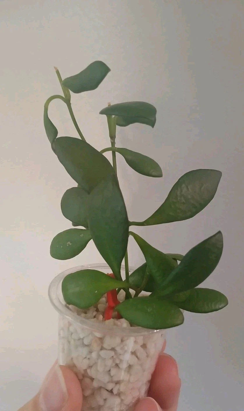 Hoya Heuschkeliana Cutting | Live Plant | Exotic Indoor Houseplant | Wax Plant Variety
