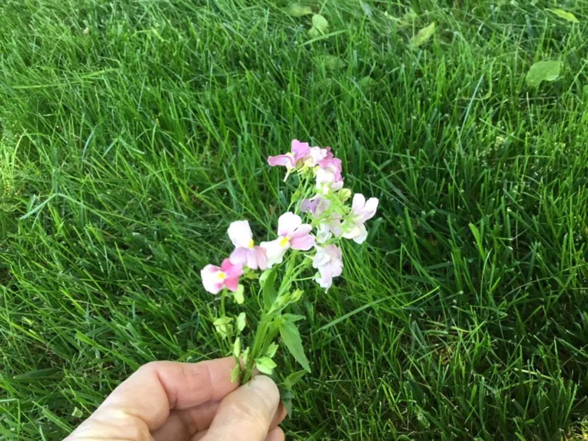 Nemesia Seeds 150 Count - Poetry Opal Innocence - Perennial Cape Snapdragon Flowering Plant - Nemesia strumosa
