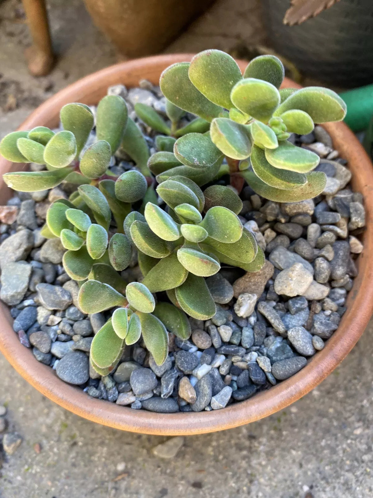 Succulent Cuttings 8 Crassula Sericea Var. Veluntia Green Plants, Drought-Resistant, Indoor & Outdoor Gardening