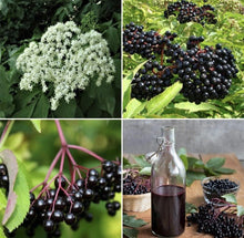 Elderberry Seeds 25 Pack Organic Non-GMO Sambucus nigra for Immunity Fruit Syrup - Grow Your Own in TX USA
