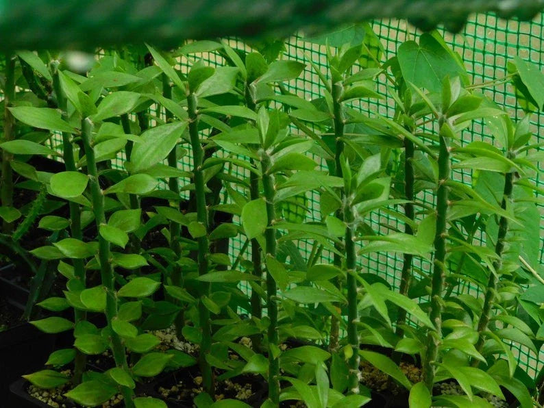 Pereskiopsis spathulata Grafting Stock Cactus Cuttings - 5 Pack - Succulent Plant for Grafting