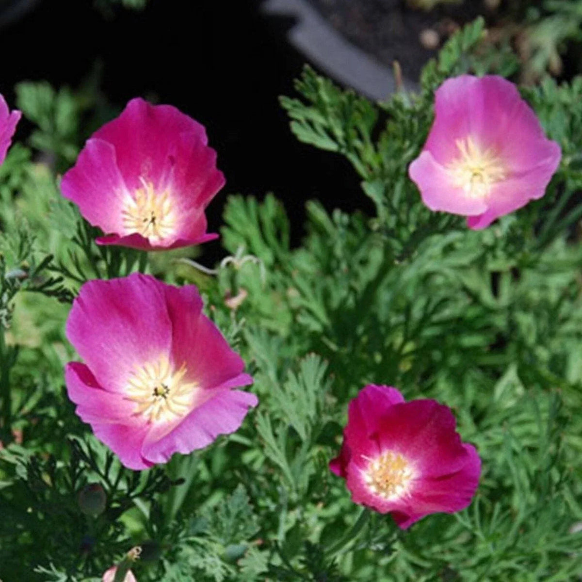 Purple Gleam California Poppy Seeds - 250+ Flower Seeds - Eschscholzia californica - Perennial Wildflower Seeds