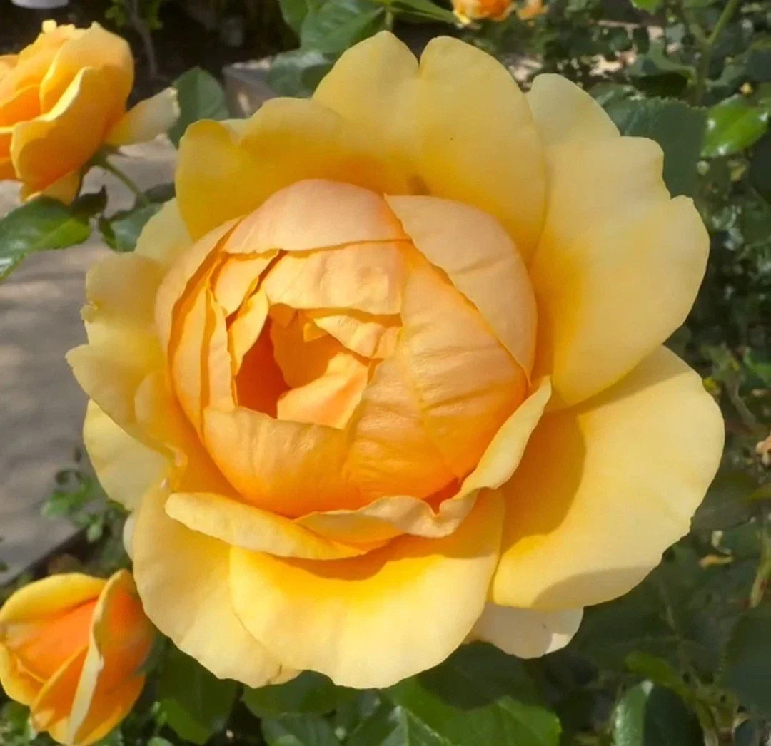 Unrooted Yellow Rose Cuttings 5-8" Rosa spp. for Propagation and Gardening