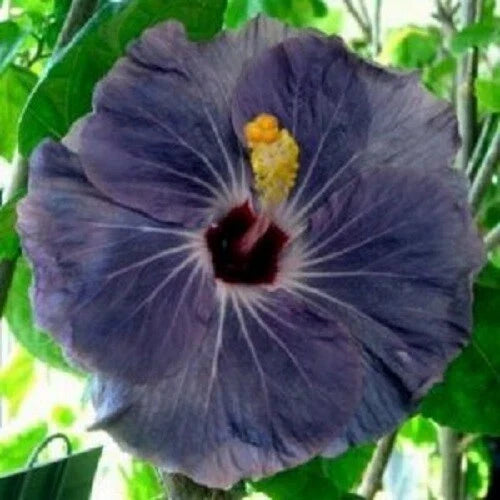Purple Silver Hibiscus Seeds - 20 Perennial Flower Seeds - Hibiscus rosa-sinensis - Blooming Flowers - US Seller