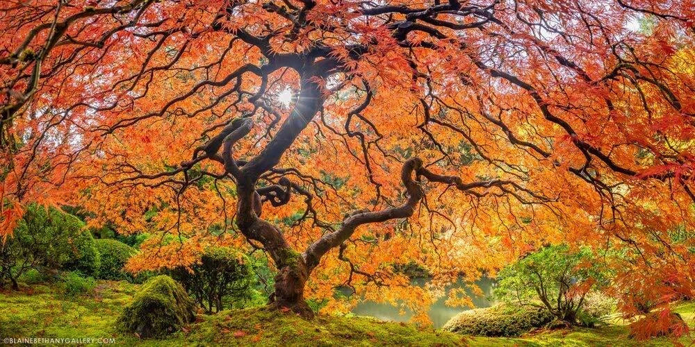 Sugar Maple Tree Seeds - 20+ Seeds - Vibrant Yellow Fall Leaves - Acer saccharum