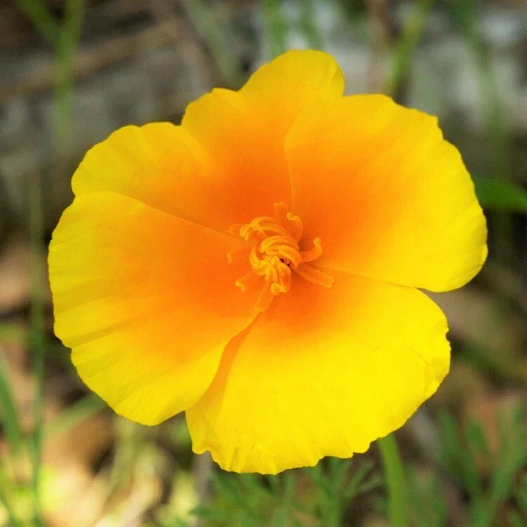 California Poppy Seeds | Yellow Gold Perennial Flower Seeds | Eschscholzia californica | 2025