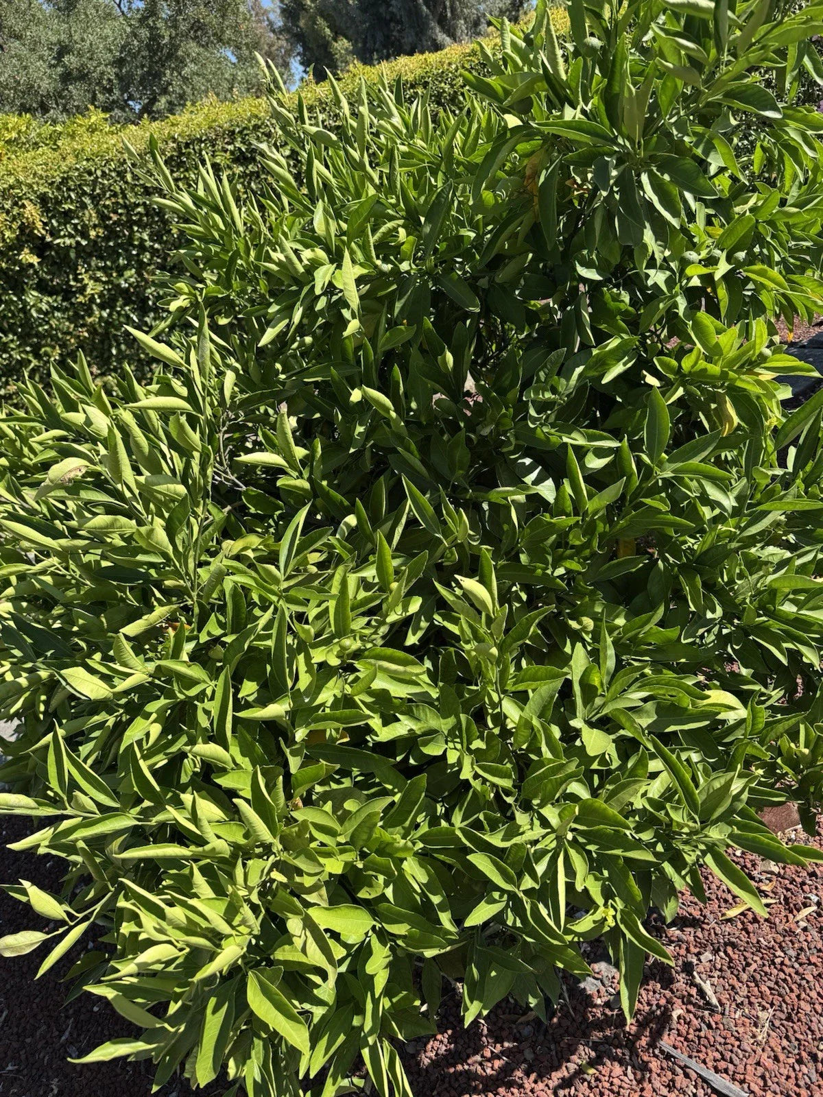 Owari Satsuma Mandarin Cuttings - 6 Un-rooted Plant Cuttings - Citrus reticulata - Grow Your Own Satsuma