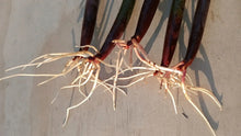 Live Red Mangrove Plants Propagules Set of 5 for Aquarium, Saltwater & Freshwater Tanks, Rhizophora Mangle