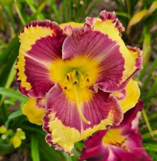 Daylily Live Plant - Hard Rock Candy Variety - Hemerocallis - Colorful Perennial Garden Flower