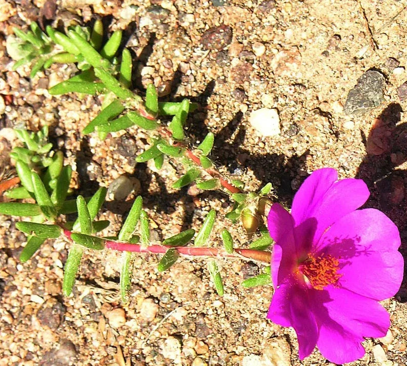 Portulaca Gilliesii 'Purple Rice' Succulent Live Plant 2 Inch | Ornamental Ground Cover for Garden Decor