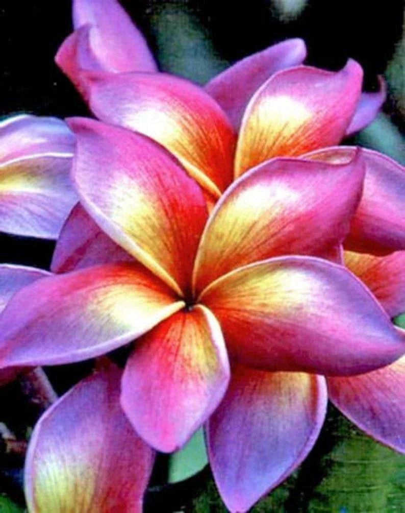 Plumeria Seeds - 5 Bright Pink Yellow Orange Flower Seeds - Perennial Plant - Frangipani Seed 502