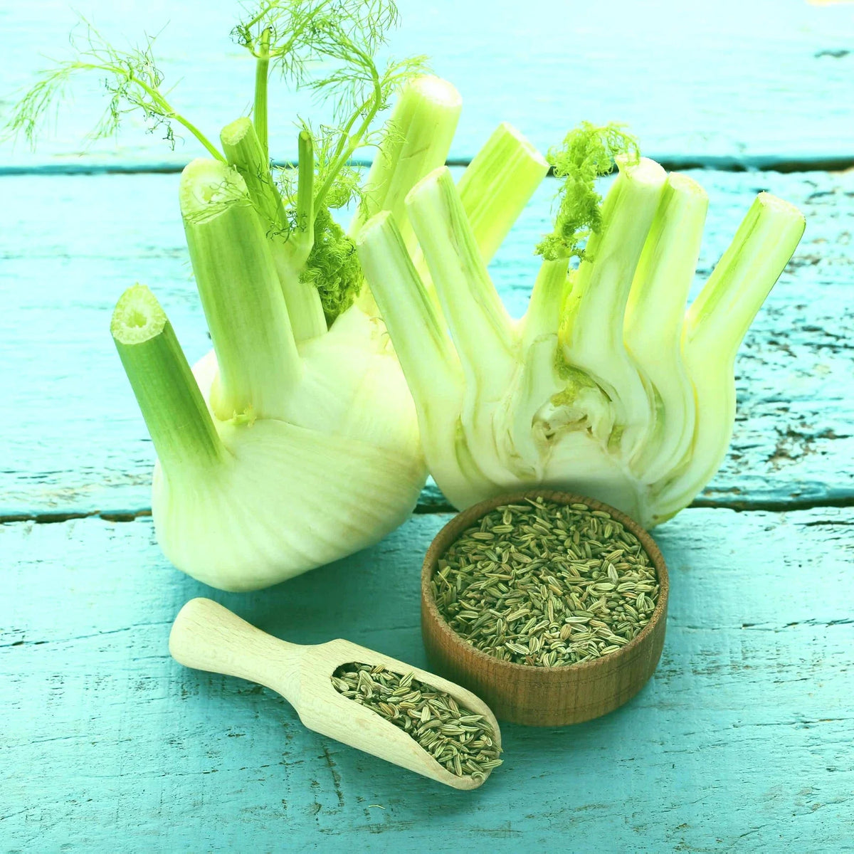 Florence Fennel Seeds 50+ - Foeniculum vulgare - Organic Herb Seeds for Full Sun, Well-Drained Soil, Hardy Zones 2-10