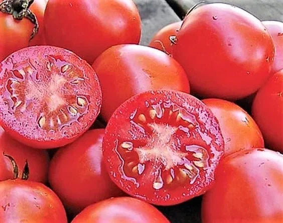 Siberian Tomato Seeds - Organic Heirloom Non-GMO Pack of 30+ Solanum lycopersicum for Home Garden, Bountiful Harvest