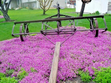 Purple Rockcress Flower Seeds - 500+ Drought Tolerant Groundcover for Containers - Arabis caerulea