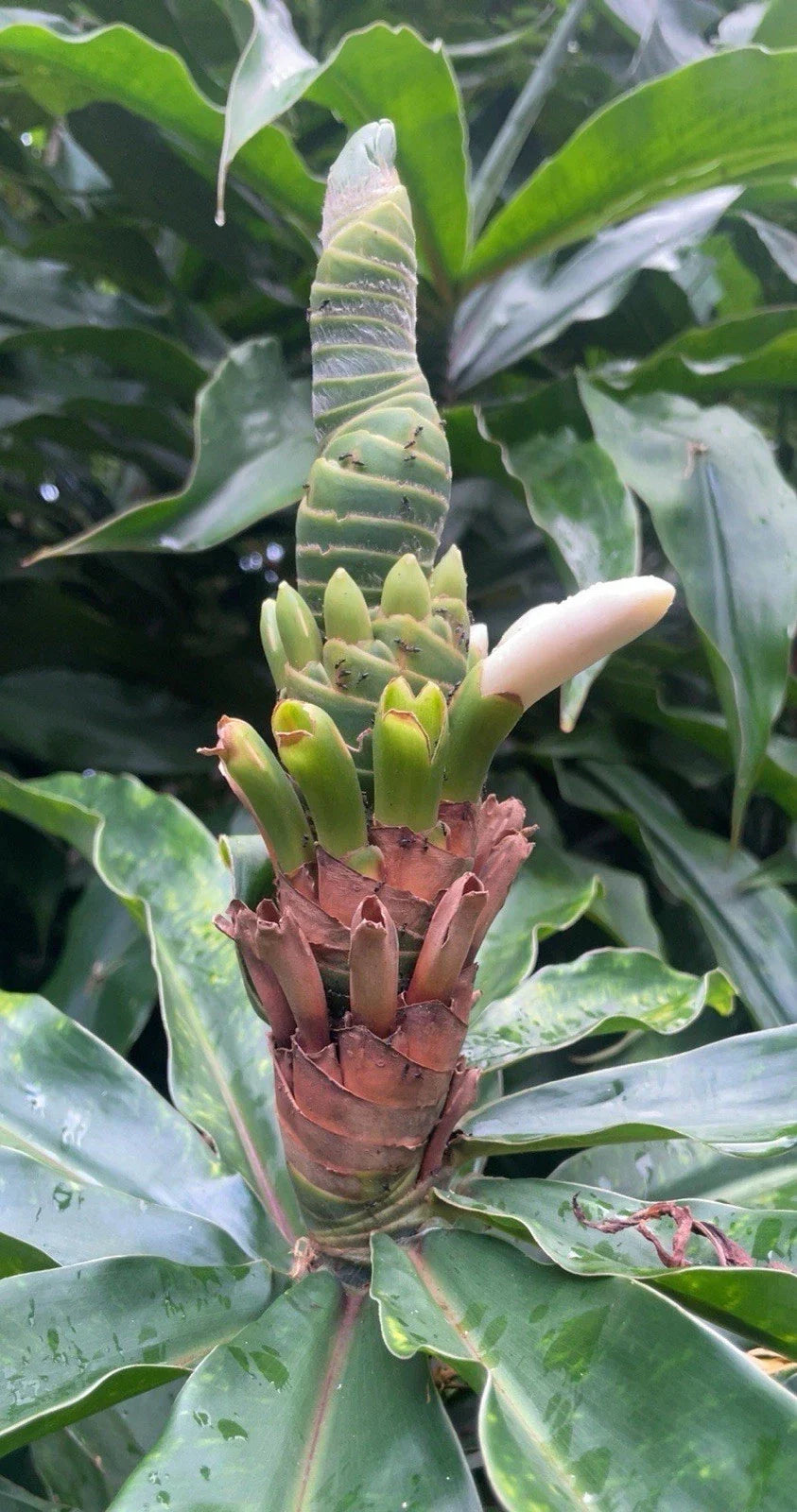 Yellow Spiral Ginger Cuttings - 3 Rooted Cuttings, Dimerocostus strobilaceous, Hawaii Grown