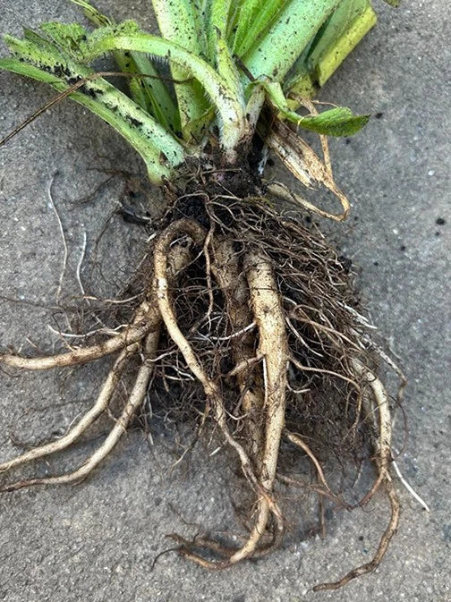 Comfrey Live Root, Symphytum officinale, Organic Perennial Herb, Drought Resistant, Medicinal & Garden Use