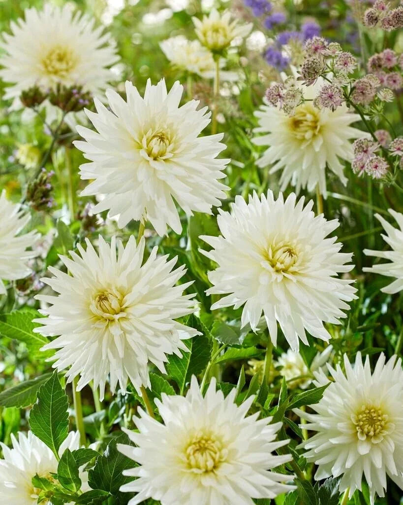Dahlia Tubers for Planting - My Love Variety - Size: Large - Dahlia 'My Love'