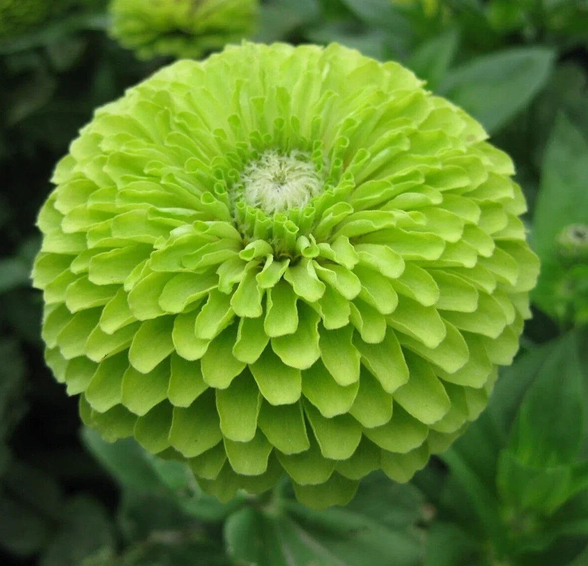 Green Zinnia Seeds "Envy" – Over 100 Premium Zinnia elegans Annual Flower Seeds for Bees, Birds & Garden Brightening