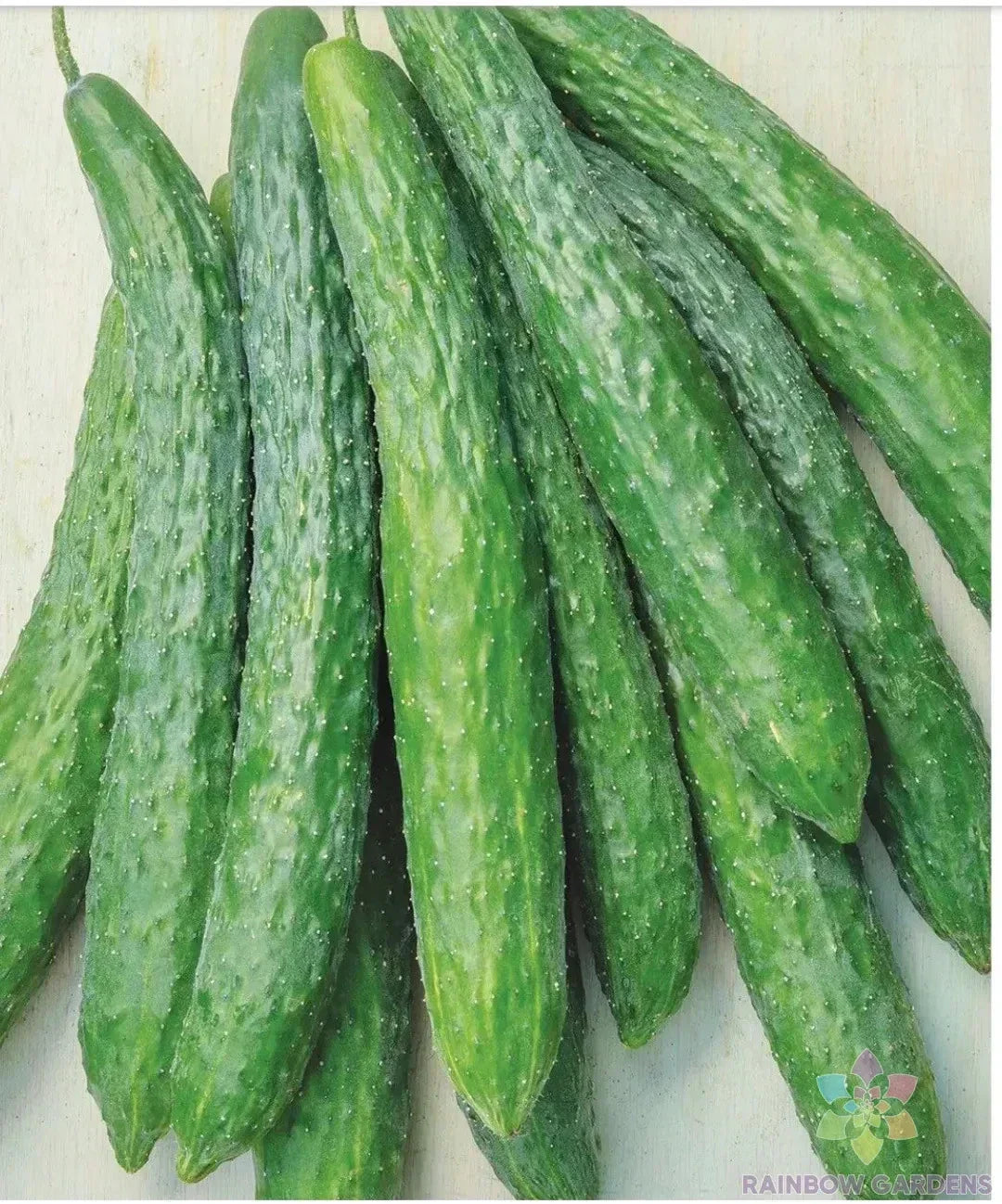 Dragon Suhyo Cross Cucumber Seeds - 25+ Pack Heirloom Cucumis sativus USA Grown