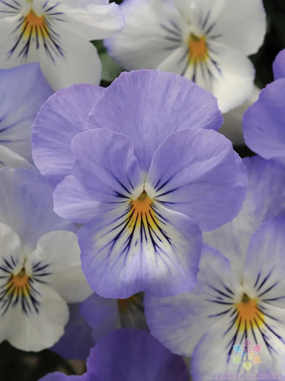 Plentifall Frost Pansy Seeds - 200+ Count - Viola Variety - Ideal for Garden Planting - USA Grown