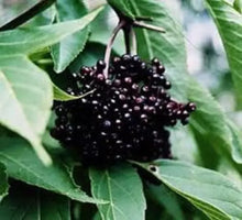 Black Elderberry Cuttings 5+ Organic Sambucus nigra Medicinal Plant for Home Garden