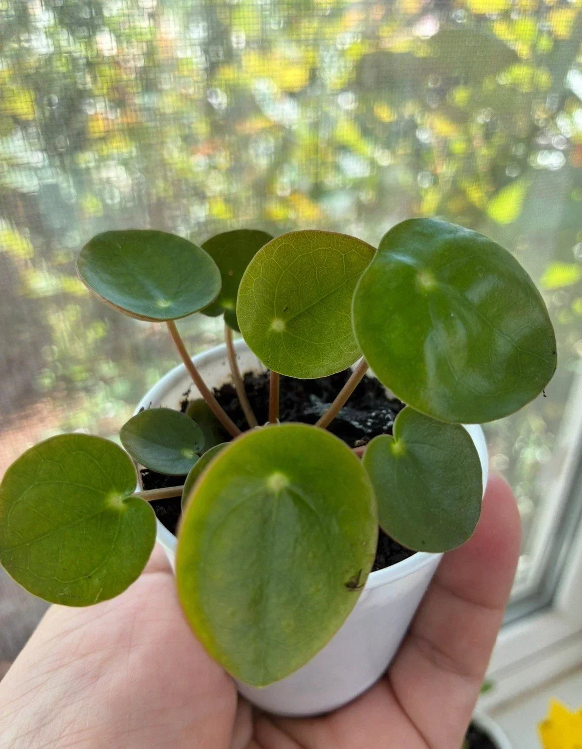 Live Chinese Money Plant Pilea peperomioides 2-Inch Pot Indoor House Plant, Easy Care Greenery for Home Decor