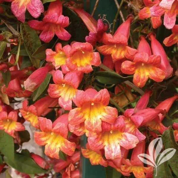 Bignonia "Tangerine Beauty" Crossvine Rooted Starter Plant - Attracts Butterflies - Vibrant Orange Flowers