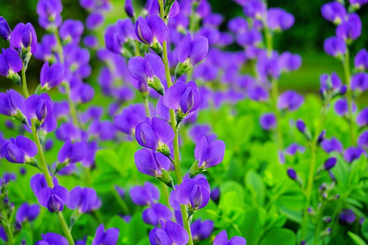 Blue False Indigo Seeds - Baptisia australis - Hardy Perennial for Zones 3-10 - Easy to Grow Wildflower Seeds
