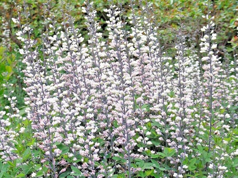 White Wild False Indigo Seeds - 50+ Perennial Native Wildflower - Nitrogen-Fixing (Baptisia alba)