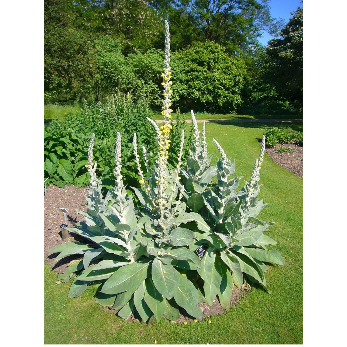 Great Mullein Seeds, 200+ Heirloom Organic Seeds, Verbascum thapsus, Non-GMO, Medicinal Herb