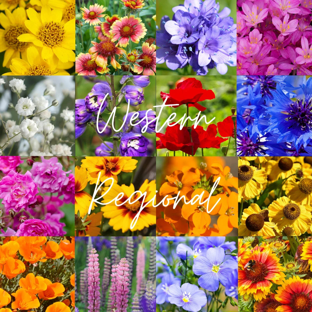 Bulk Wildflower Seed Mix 1/2 lb Western U.S. Native Wildflowers for Garden, Meadow, Drought-Resistant, Pollinator Attracting