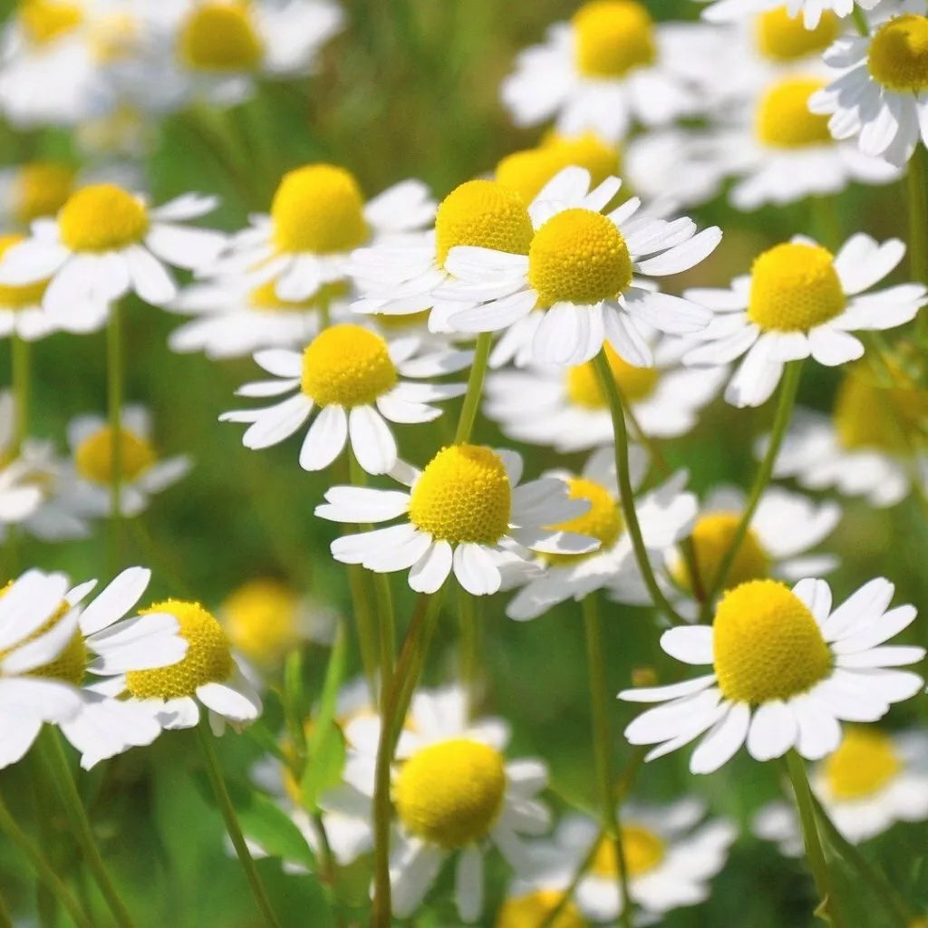 German Chamomile Seeds 2500+ Herb for Groundcover, Medicinal & Fragrant, Matricaria chamomilla, Annual, Easy to Grow