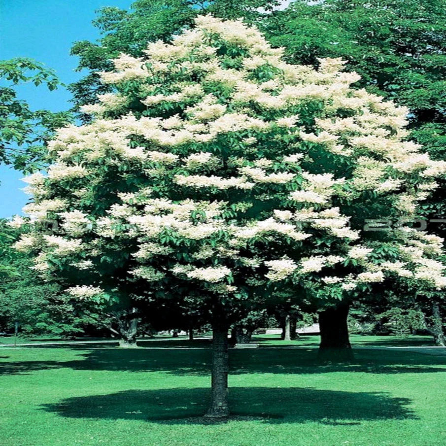Japanese White Lilac Tree Seeds - Cold Hardy Flowering Plant - Attracts Butterflies & Hummingbirds - Syringa reticulata