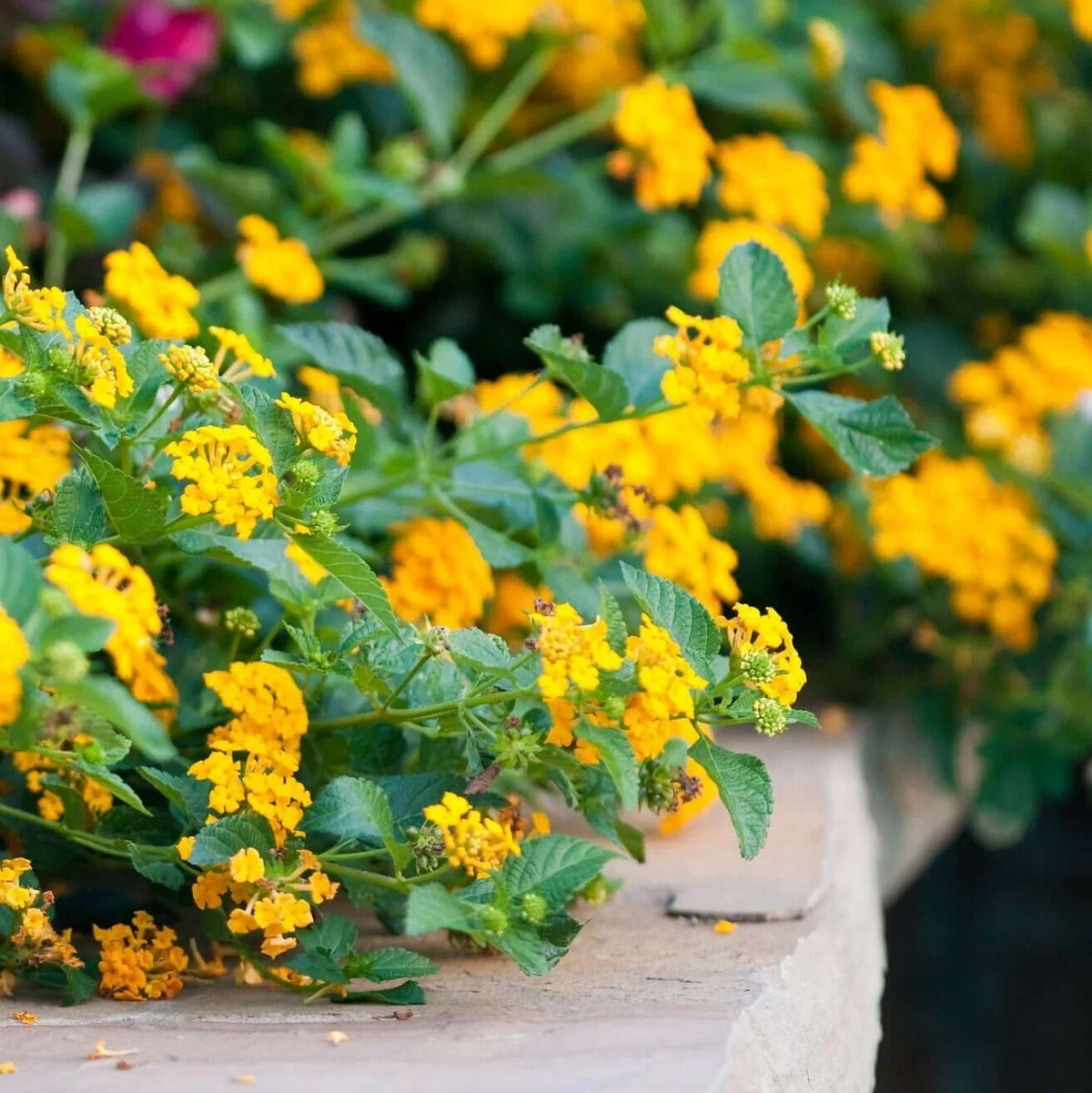 Lantana Plant Plug, Chapel Hill Gold, Hardy Flowering Shrub, Lantana camara, Easy to Grow, Butterfly Attracting